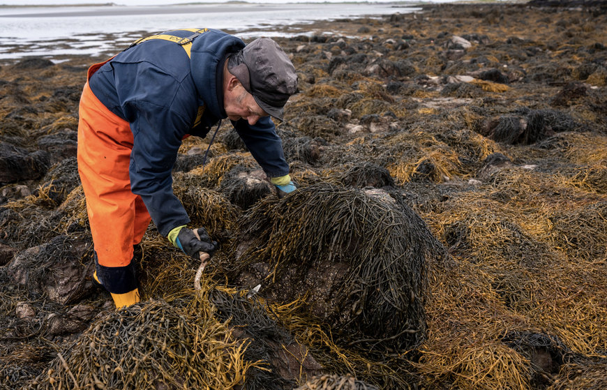 BASF partners with Acadian Plant Health to introduce climate-resilient solution
